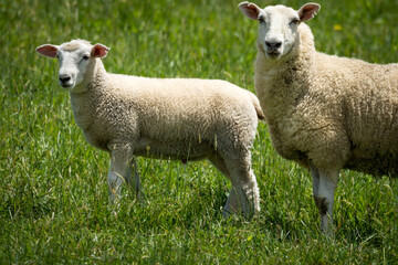 Fototapeta premium mother sheep and her lambs in lush green grassy field