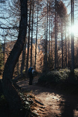Hiker walking in the forest full of yellow larches during an autumnal morning