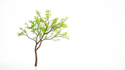 Obraz premium A single deciduous tree with green leaves and a brown trunk isolated on a white background