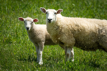 Naklejka premium mother sheep and her lambs in lush green grassy field