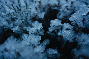 Closeup of some small plants frozen by ice