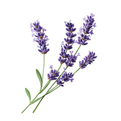 Naklejka premium A Stunning Representation of Lavender Blooms: A Delightful Cluster of Purple Flowers with Lush Green Leaves, Evoking Calmness and Serenity; Perfect for Aromatherapy and Decor.
