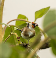 portrait très rapproché et très détaillé d'un magnifique chardonneret élégant en migration, juché sur une branche de tournesol pour se restaurer 