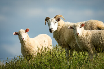 mother sheep and her lambs in long green grassy field