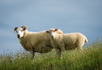 mother sheep and her lambs in lush green grassy field