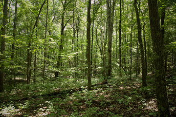 green forest in the morning