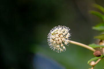 Selective focus flower of Fatsia japonica in the garden in Autumn, Paperplant, False castor oil plant or Japanese aralia is a species of flowering plant in the family Araliaceae, Natural background.