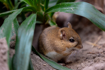 Selective focus a small Mouse on the ground, Gerbillinae is one of the rodent family Muridae and includes the gerbils, The Persian jird (Meriones persicus) is a species of rodent in the family Muridae