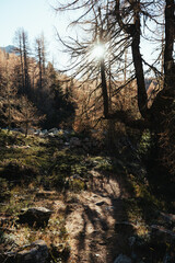 Beautiful autumn landscape in the mountains of Valmalenco in the northern Italy at sunset, with orange larches and foliage