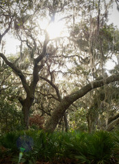 southern live oaks in the sun with spanish moss