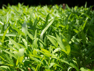 Water spinach is a type of green vegetable.