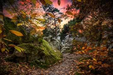 beautiful autumn atmosphere in the Fontainebleau forest