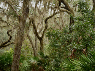 live oak trees in a coastal maritime forest