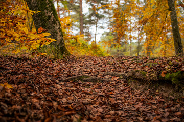 beautiful autumn atmosphere in the Fontainebleau forest