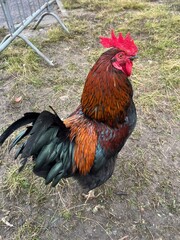 chickenBlack rooster
