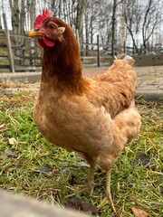chicken