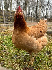 Brown chicken on the farm