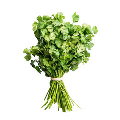 Fototapeta premium Fresh bunch of cilantro with vibrant green leaves, perfect for enhancing dishes.