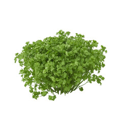 Obraz premium Fresh cilantro leaves, vibrant green, perfect for culinary use and garnishing dishes.
