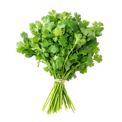 Fresh cilantro bunch ready for culinary use, adding flavor to dishes.