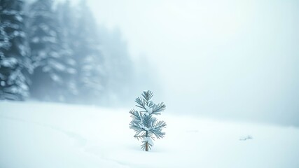Fototapeta premium A Small Pine Tree Stands Alone in a Snowy Landscape, a Reminder of Resilience and the Beauty of Nature's Persistence