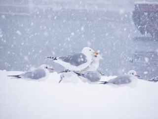 Seagulls resting on snow-covered ground during a heavy winter snowfall Istanbul