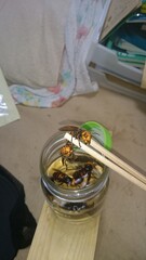 386)Capturing a northern giant hornet in close combat(Photo taken at 13:59 on august 27, 2015)...