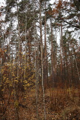 Obraz premium A romantic autumn walk along a magical road in the forest during a light rain. Picturesque yellow foliage on the trees. Beautiful and cozy.