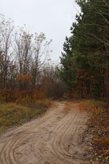 A romantic autumn walk along a magical road in the forest with a stop at a crossroads. Beautiful and cozy.