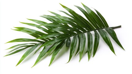 Fototapeta premium Palm Leaf on White Background