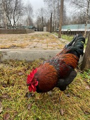 Beautiful cock on the farm