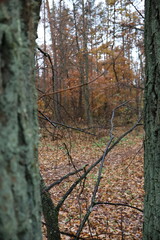A romantic autumn walk along a magical road in the forest during a light rain. Picturesque yellow foliage on the trees. Beautiful and cozy.