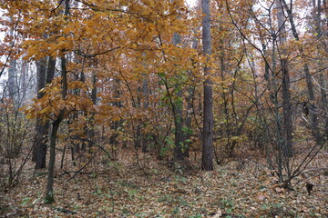 A romantic autumn walk along a magical road in the forest during a light rain. Picturesque yellow foliage on the trees. Beautiful and cozy.