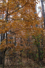 Fototapeta premium A romantic autumn walk along a magical road in the forest during a light rain. Picturesque yellow foliage on the trees. Beautiful and cozy.