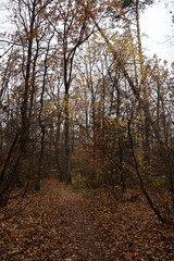 A romantic autumn walk along a magical road in the forest during a light rain. Picturesque yellow foliage on the trees. Beautiful and cozy.