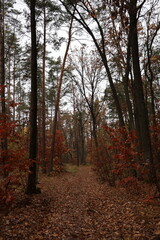 A romantic autumn walk along a magical road in the forest during a light rain. Picturesque yellow foliage on the trees. Beautiful and cozy.