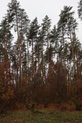 Fototapeta premium A romantic autumn walk along a magical road in the forest during a light rain. Picturesque yellow foliage on the trees. Beautiful and cozy.