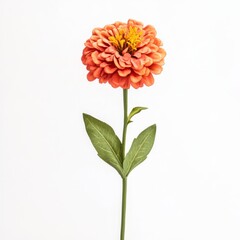 Zinnia isolated on white background