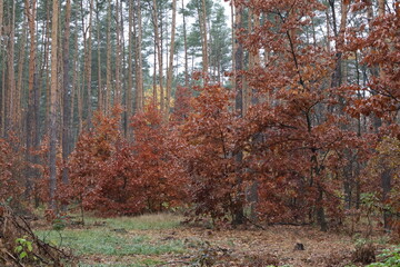 Obraz premium A romantic autumn walk along a magical road in the forest during a light rain. Picturesque yellow foliage on the trees. Beautiful and cozy.