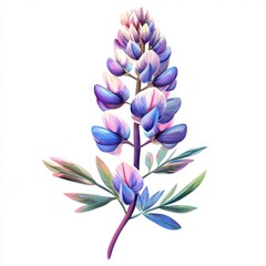 Fototapeta premium Beautiful lupines flower isolated on white background