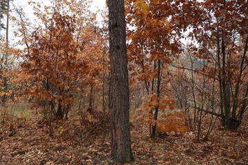 A romantic autumn walk along a magical road in the forest during a light rain. Picturesque yellow foliage on the trees. Beautiful and cozy.