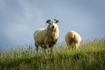 mother sheep and her lambs in lush green grassy field