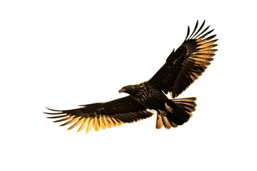Obraz premium Honey buzzard flying vulture animal.