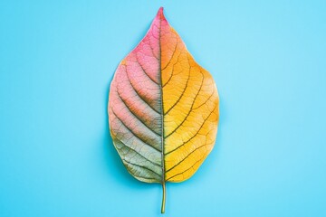 Vibrant Colorful Leaf on Blue Background