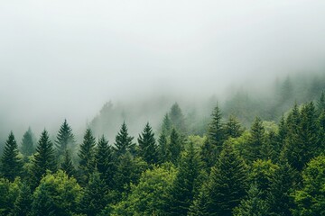 Misty Forest Landscape: Nature's Tranquil Embrace