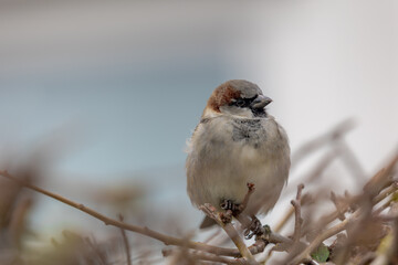 Selective focus of a old world sparrows perched on a bushes tree, Wild mussen in its natural habitat, The Eurasian tree is a passerine bird in the sparrow family.