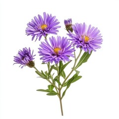 Obraz premium Aster flower isolated on white background