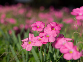 野原に咲いたハナカタバミの花