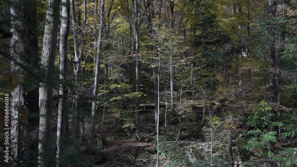 Poster Sunlight filters through dense forest trees in autumn creating a peaceful, natural scene