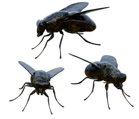 Home Decor Insects Fly Statue isolated on white